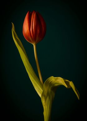 Orange tulip dancer