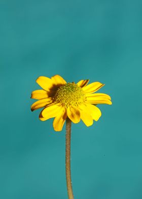 Blossoming flower close up