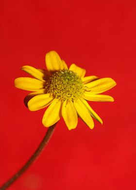 Blossoming flower close up