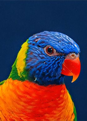 Rainbow Lorikeet