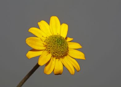 Sanvitalia flower close up