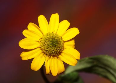 Flower blossoming close up