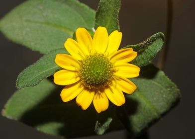 Blossoming flower close up