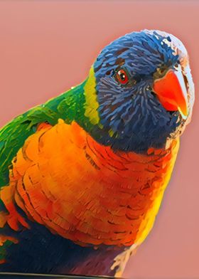 Rainbow Lorikeet