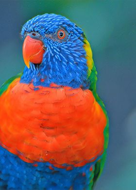 Rainbow Lorikeet