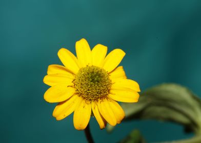 Flower blossoming close up