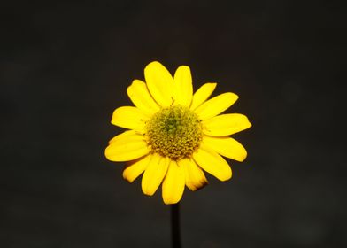 Flower blossoming close up