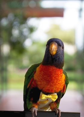 Rainbow Lorikeet