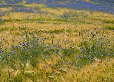 Cornflower Field