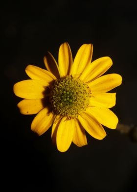 Flower blossoming close up