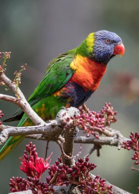 Rainbow Lorikeet