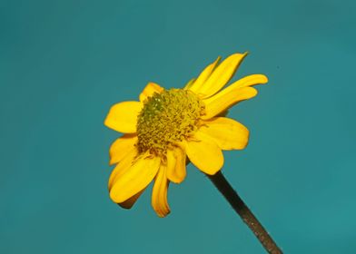 Blossoming flower close up