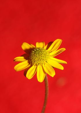 Blossoming flower close up