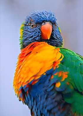 Rainbow Lorikeet