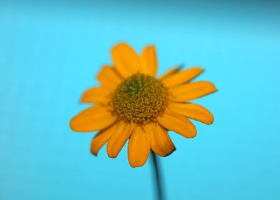 Blossoming flower close up