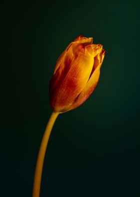 Orange tulip spotlight