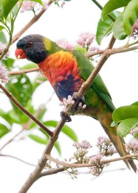 Rainbow Lorikeet Flowers