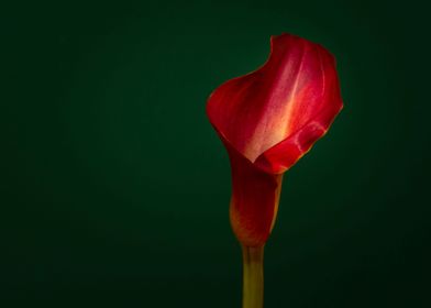 bell shaped pink flower