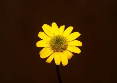 Blossoming flower close up