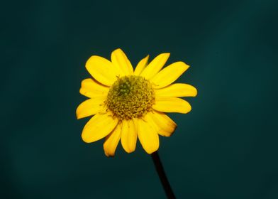 Blossoming flower close up