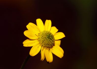 Sanvitalia yellow flower