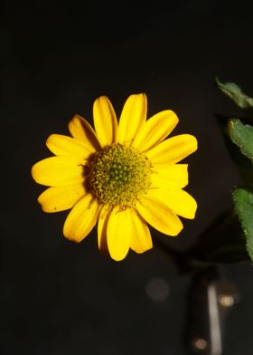 Sanvitalia yellow flower