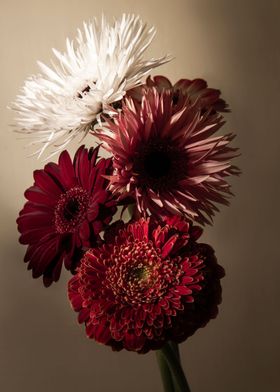 Gerbera flowers spotlight