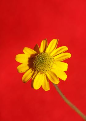 Blossoming flower close up