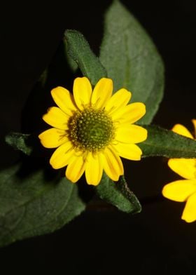 Sanvitalia flower close up