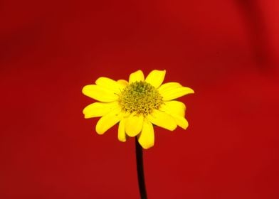 Flower blossoming close up