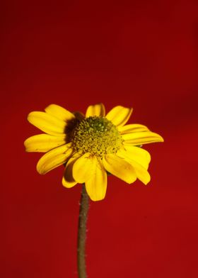 Blossoming flower close up