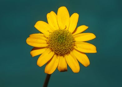 Blossoming flower close up