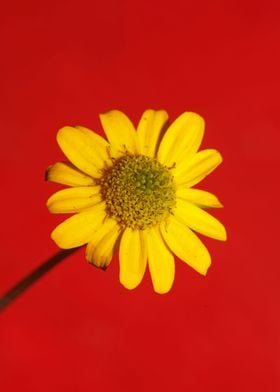 Blossoming flower close up