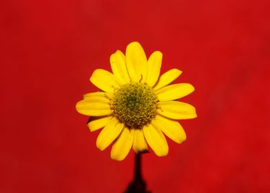 Yellow flower blossoming