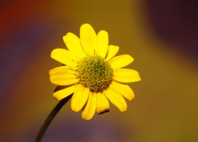 Sanvitalia flower close up