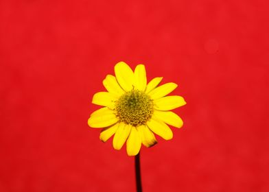 Blossoming flower close up