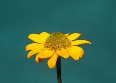 Blossoming flower close up