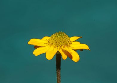 Blossoming flower close up