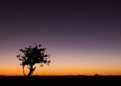 Twilight Tree Silhouette