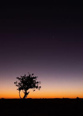 Twilight Tree Silhouette