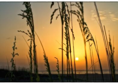 Dunes on Tybee Island