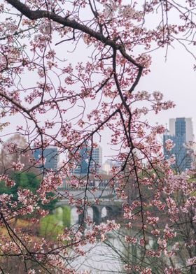 Cherry blossom in Seoul II