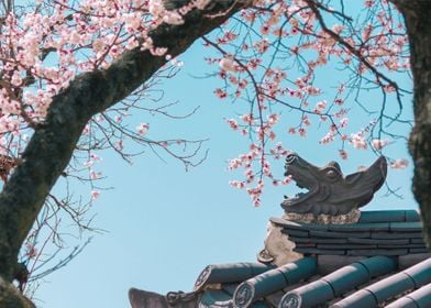 Cherry blossom in Seoul VI