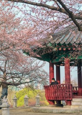 Cherry blossom in Seoul I