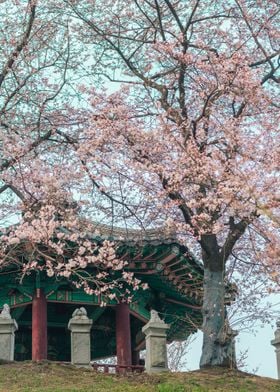 Cherry blossom in SeoulII