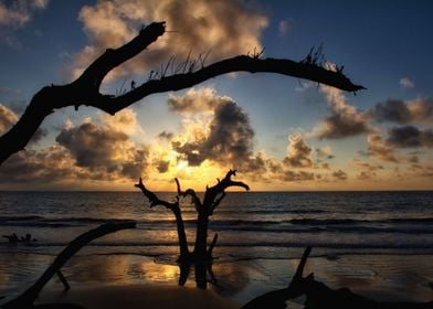 Driftwood Jekyll Island