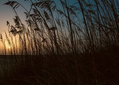 Dunes on Tybee Island