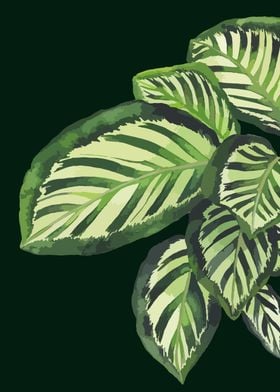 Calathea Makoyana 