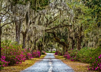 Azaleas and Spanish Moss