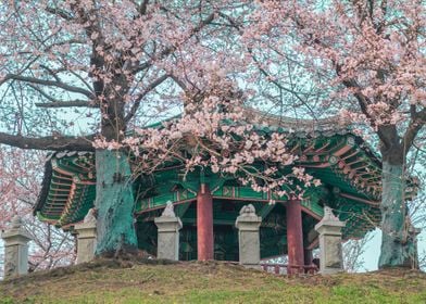 Cherry blossom in Seoul IV